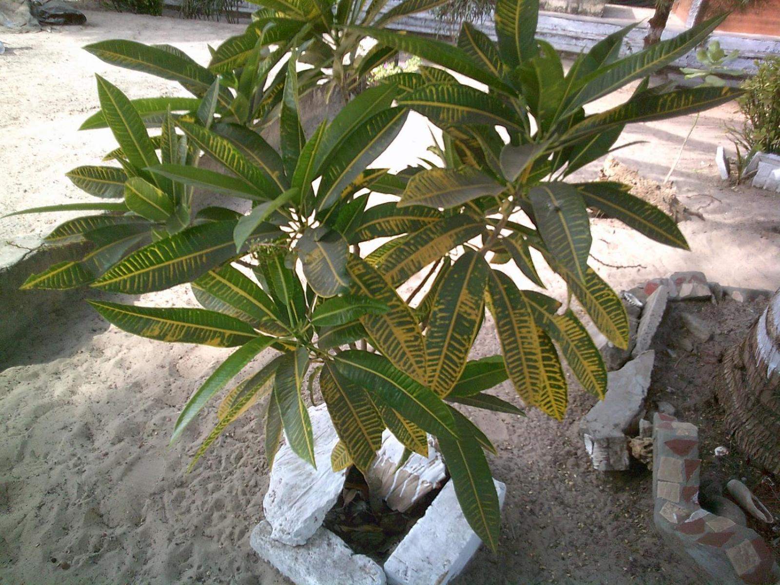 Mangrove Beach Sanyang Exterior photo