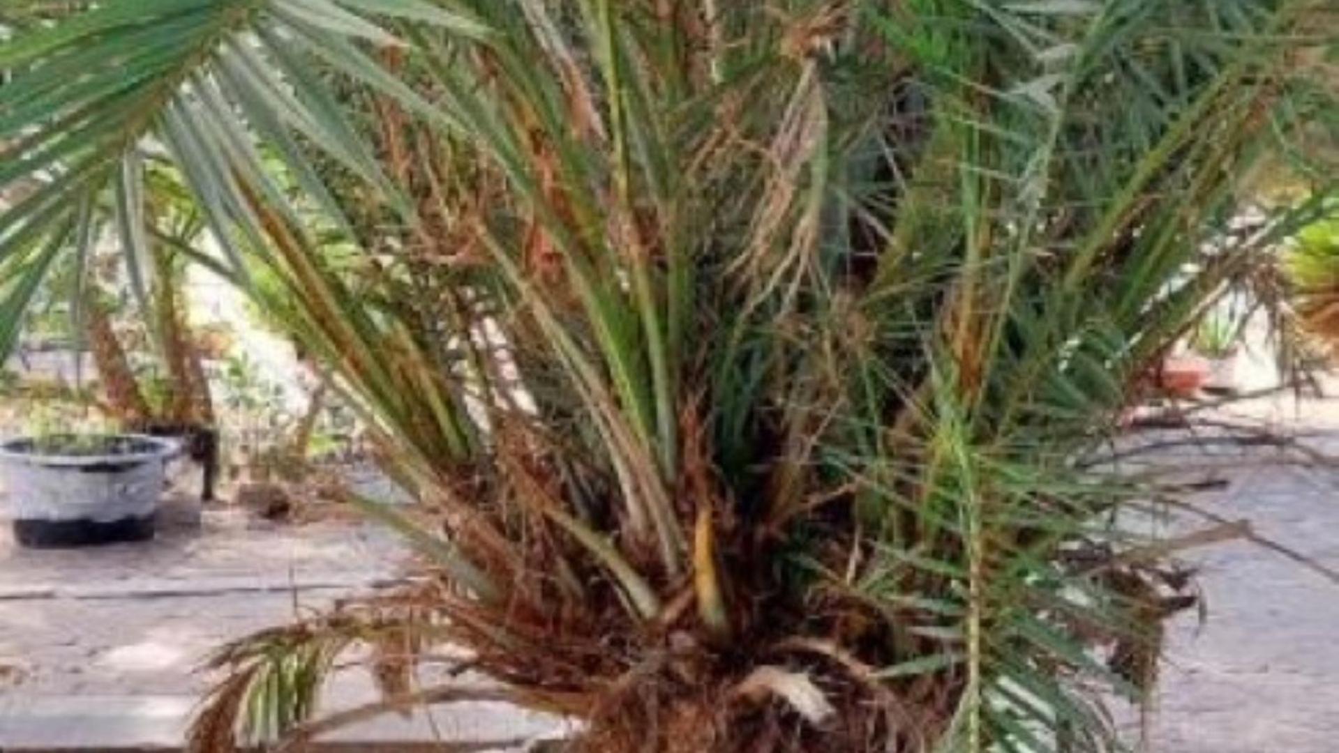 Mangrove Beach Sanyang Exterior photo